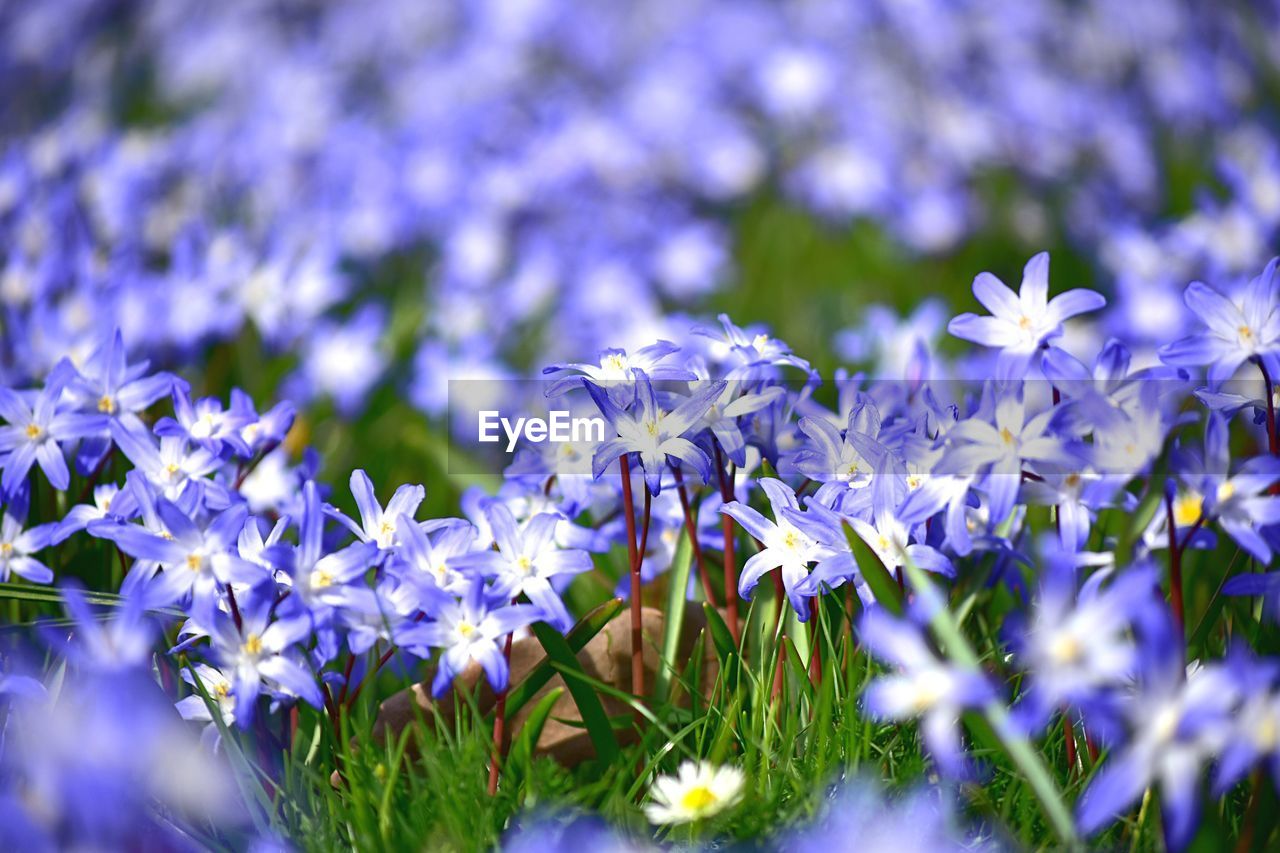 Close-up of purple flowers blooming outdoors