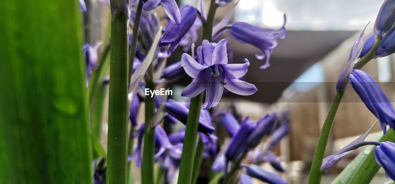 plant, purple, flower, flowering plant, beauty in nature, freshness, growth, close-up, nature, fragility, petal, no people, lavender, selective focus, springtime, focus on foreground, blue, flower head, outdoors, inflorescence, day, field, grass, blossom, botany, macro photography, plant stem