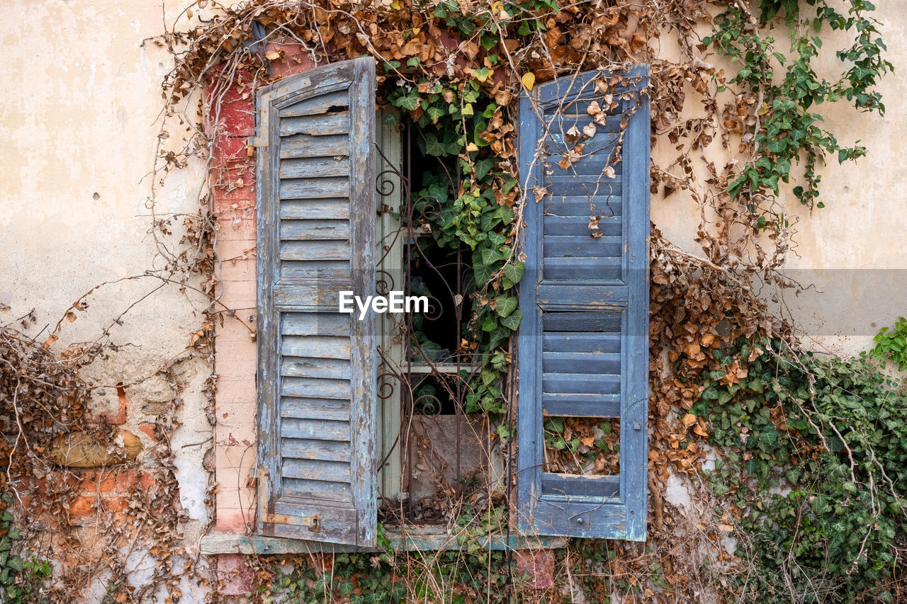 plant, architecture, wall, built structure, building exterior, day, no people, urban area, nature, building, window, old, house, outdoors, growth, entrance, ivy, door, wall - building feature, abandoned, weathered, autumn, plant part, rundown, leaf, garden, damaged, creeper plant, decline, closed, deterioration, wood, rural area, tree, yard, metal