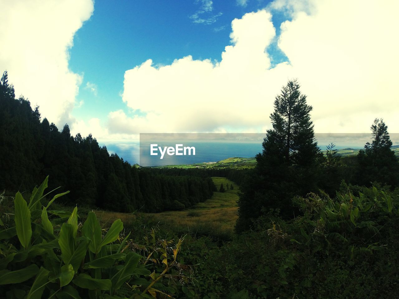 PANORAMIC VIEW OF TREES ON LANDSCAPE AGAINST SKY