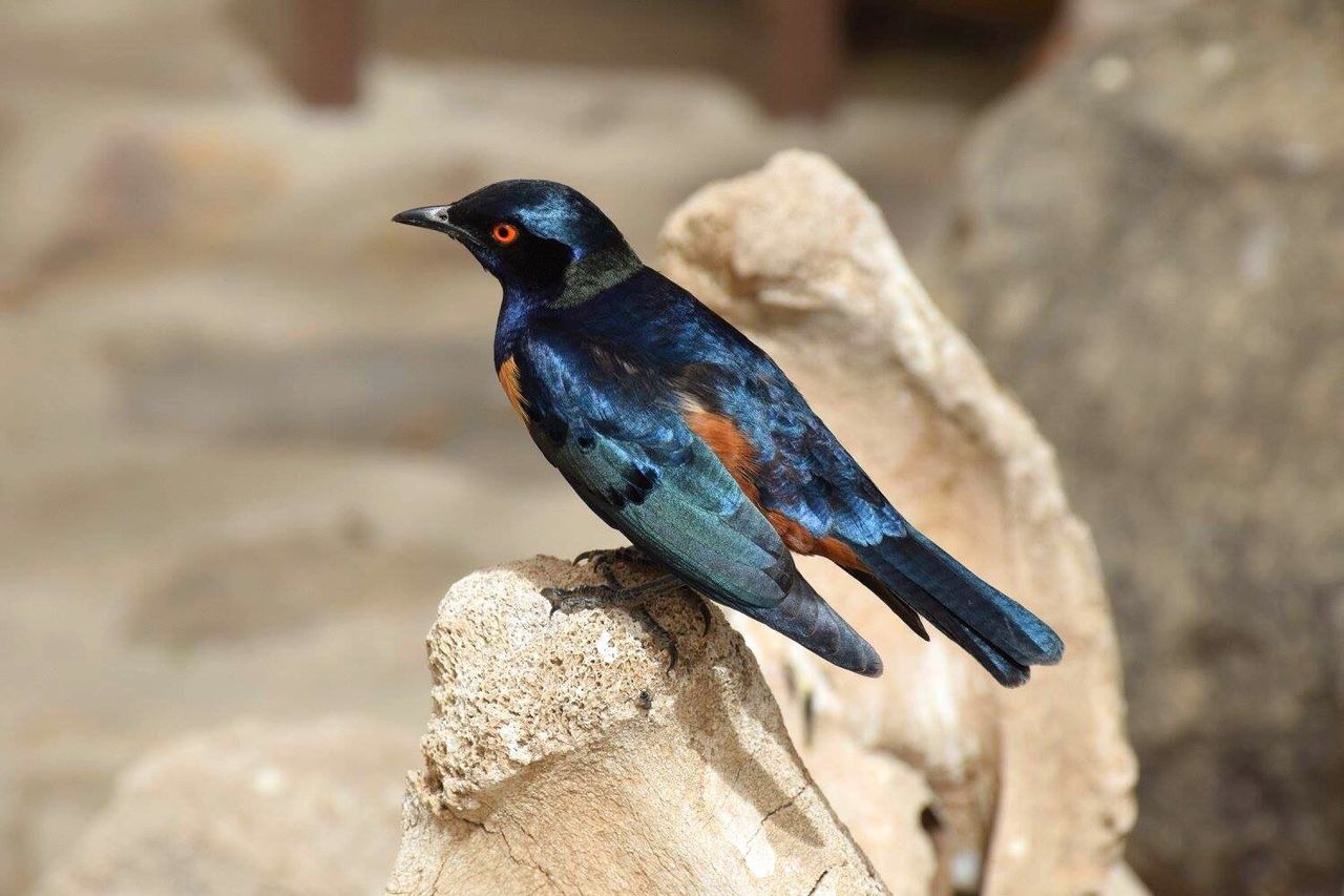 CLOSE-UP OF BIRD PERCHING ON ROCK AGAINST BLURRED BACKGROUND