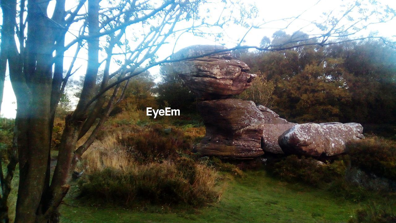 CLOSE-UP OF IGUANA ON TREE TRUNK IN FOREST