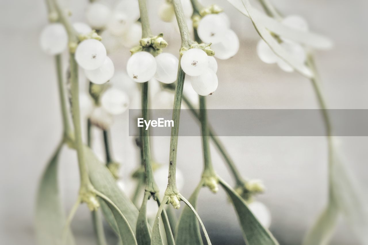 Close-up of white flowers