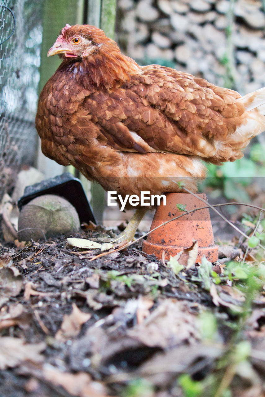 Close-up of a chicken bird on field in garden