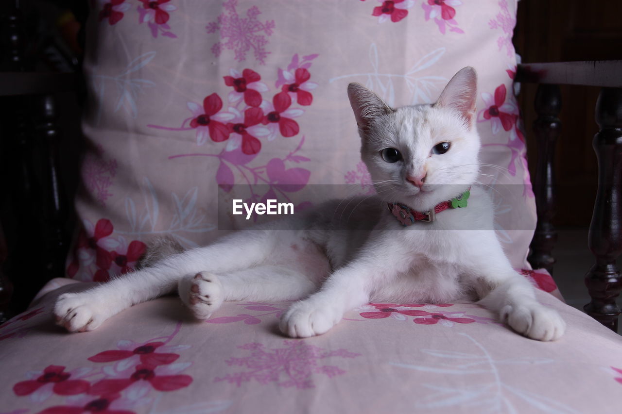 Portrait of cat lying on bed