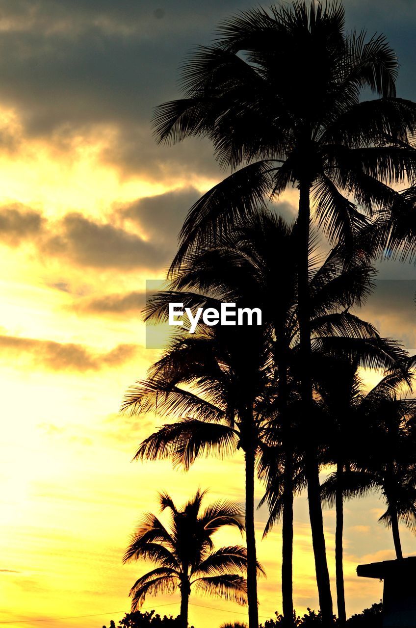 LOW ANGLE VIEW OF PALM TREES AGAINST SKY