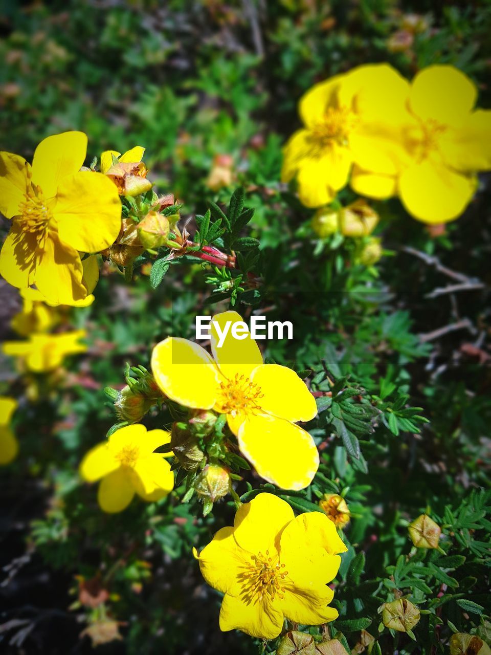 HIGH ANGLE VIEW OF YELLOW FLOWERING PLANTS