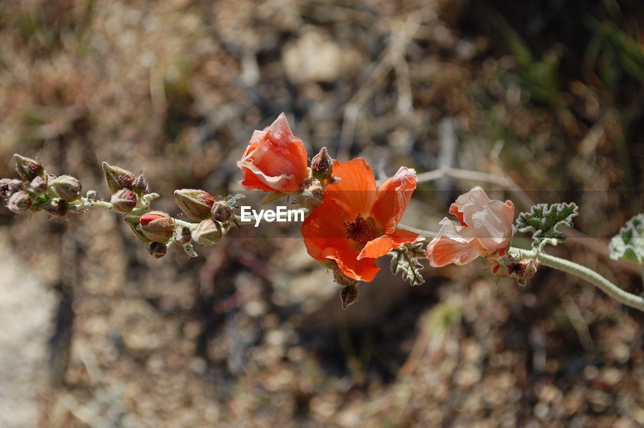 CLOSE-UP OF FLOWERS ON TREE