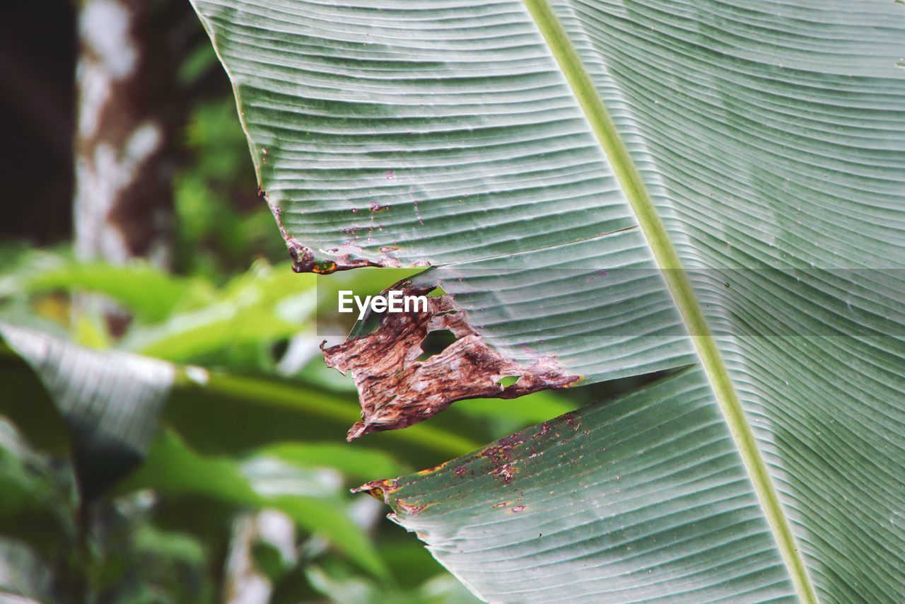 CLOSE-UP OF GRASSHOPPER ON PLANT