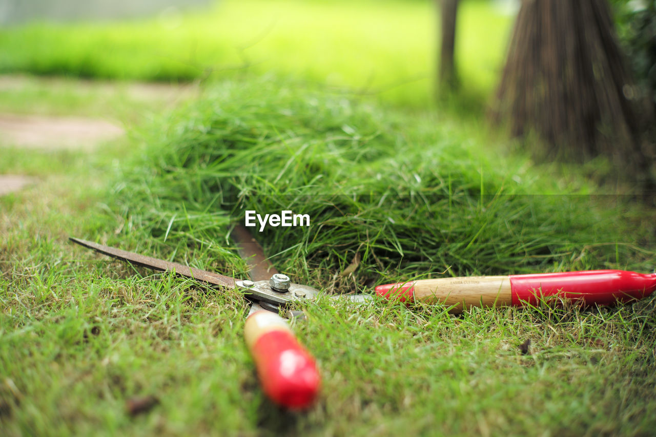 grass, green, lawn, plant, tree, selective focus, nature, soil, no people, day, leaf, outdoors, activity, land, field, sports, branch, close-up