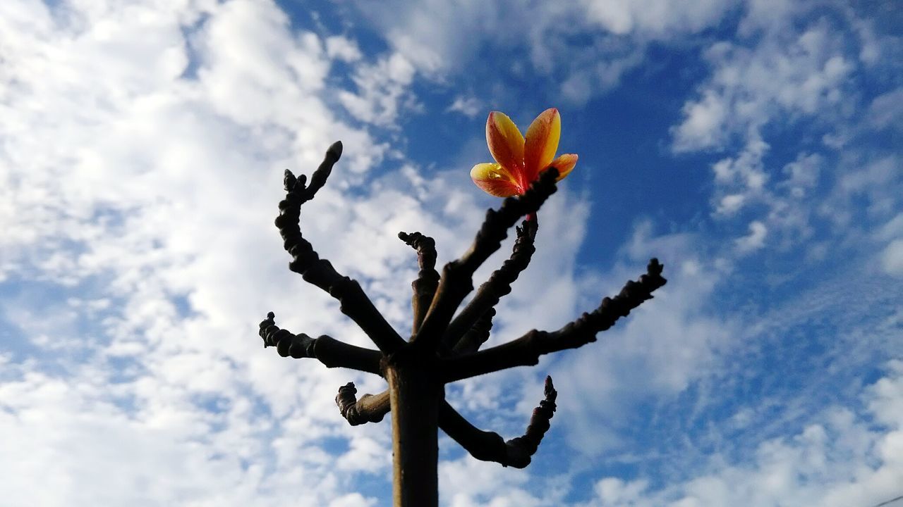 CLOSE-UP OF CACTUS PLANT AGAINST SKY