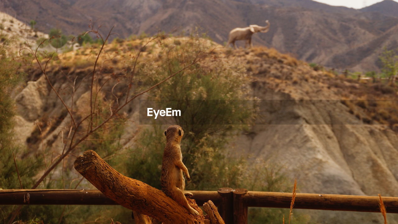 Rear view of meerkat looking at elephant on mountain