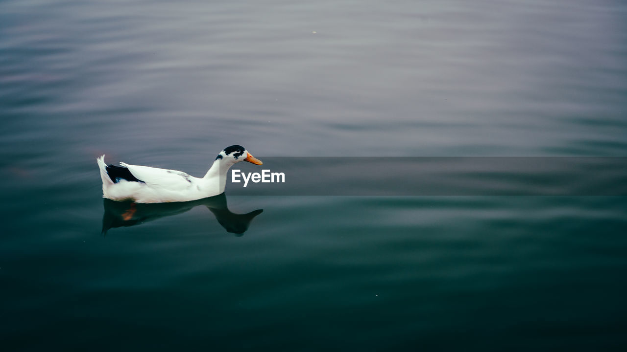 SWANS SWIMMING ON LAKE