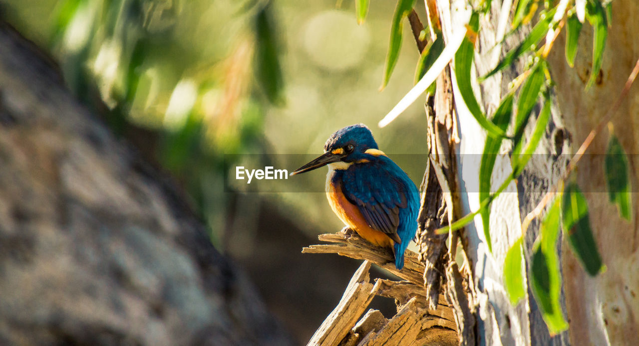 BIRD PERCHING ON A BRANCH