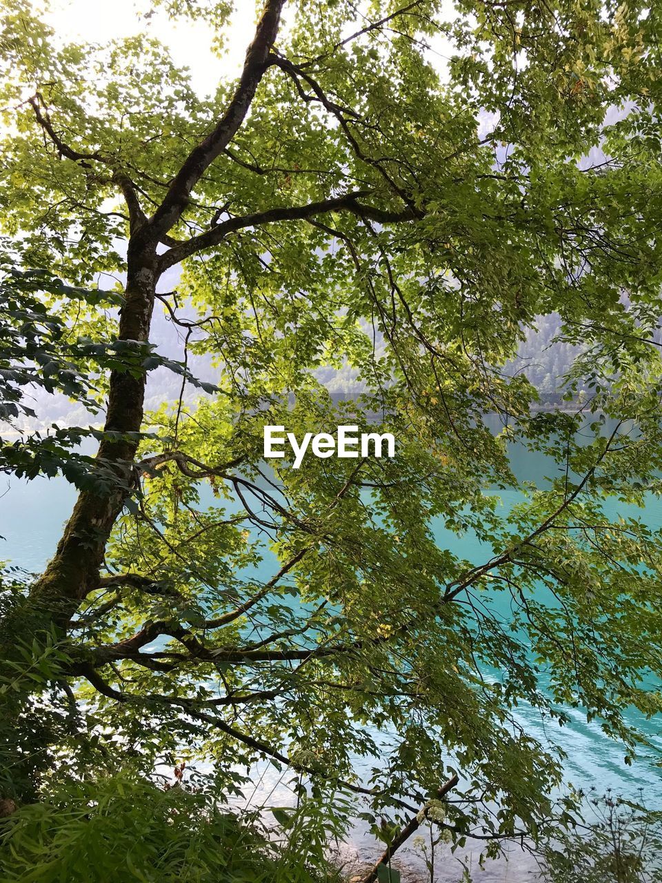 LOW ANGLE VIEW OF TREE AGAINST SKY