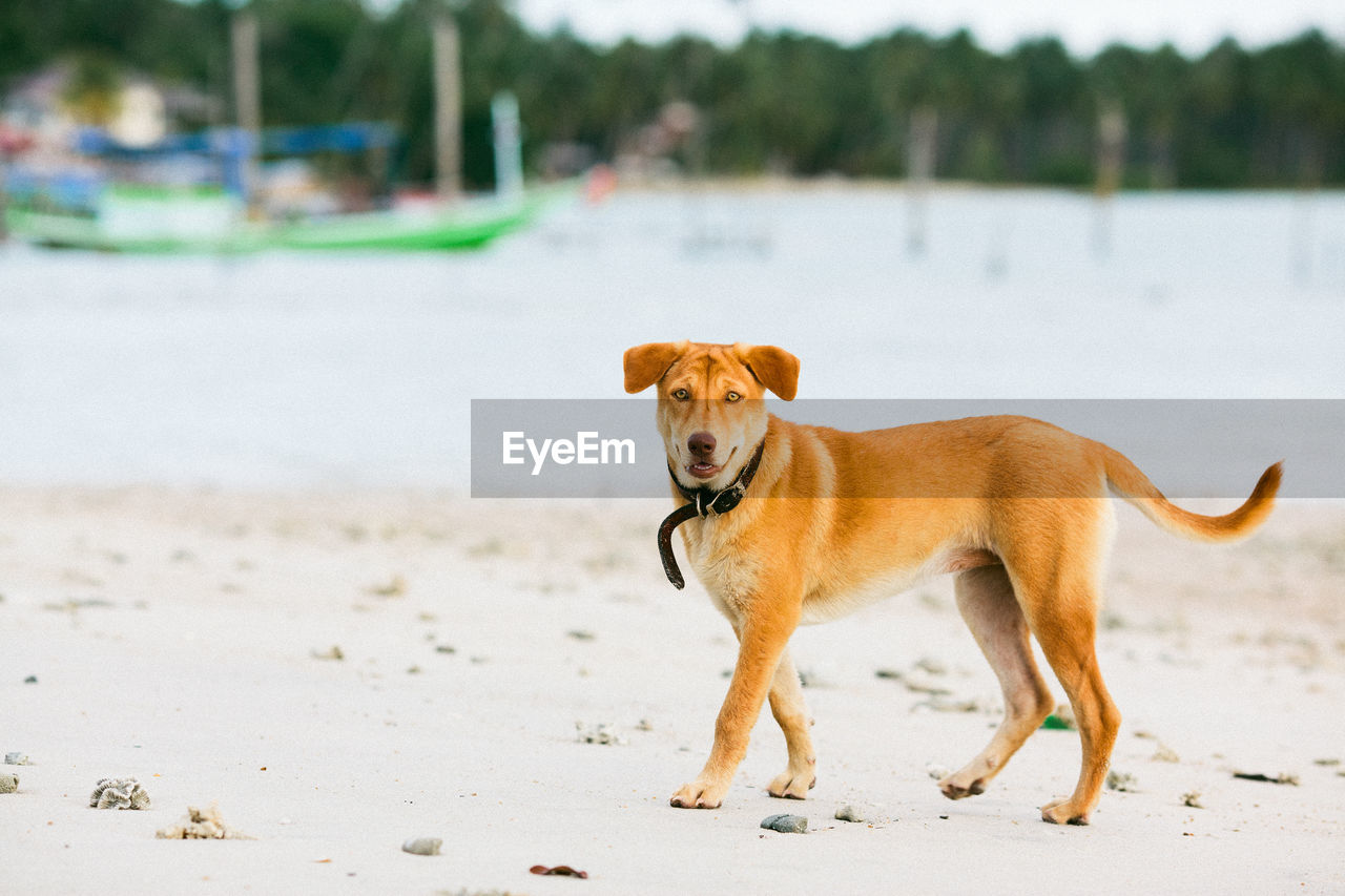 Dog standing on beach