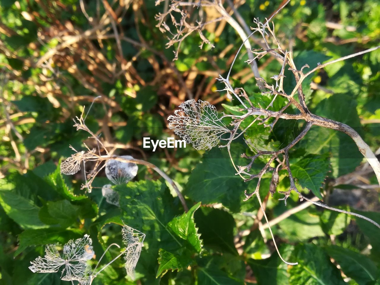 CLOSE-UP OF BUTTERFLY POLLINATING FLOWERS