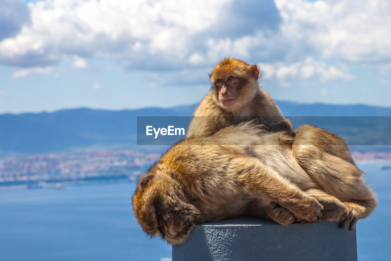 Close-up of two monkeys