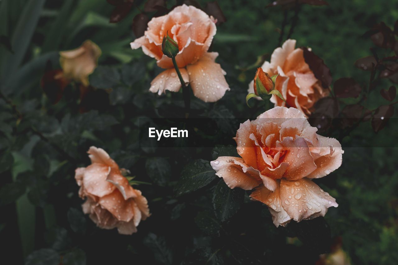 Close-up of wilted roses on field