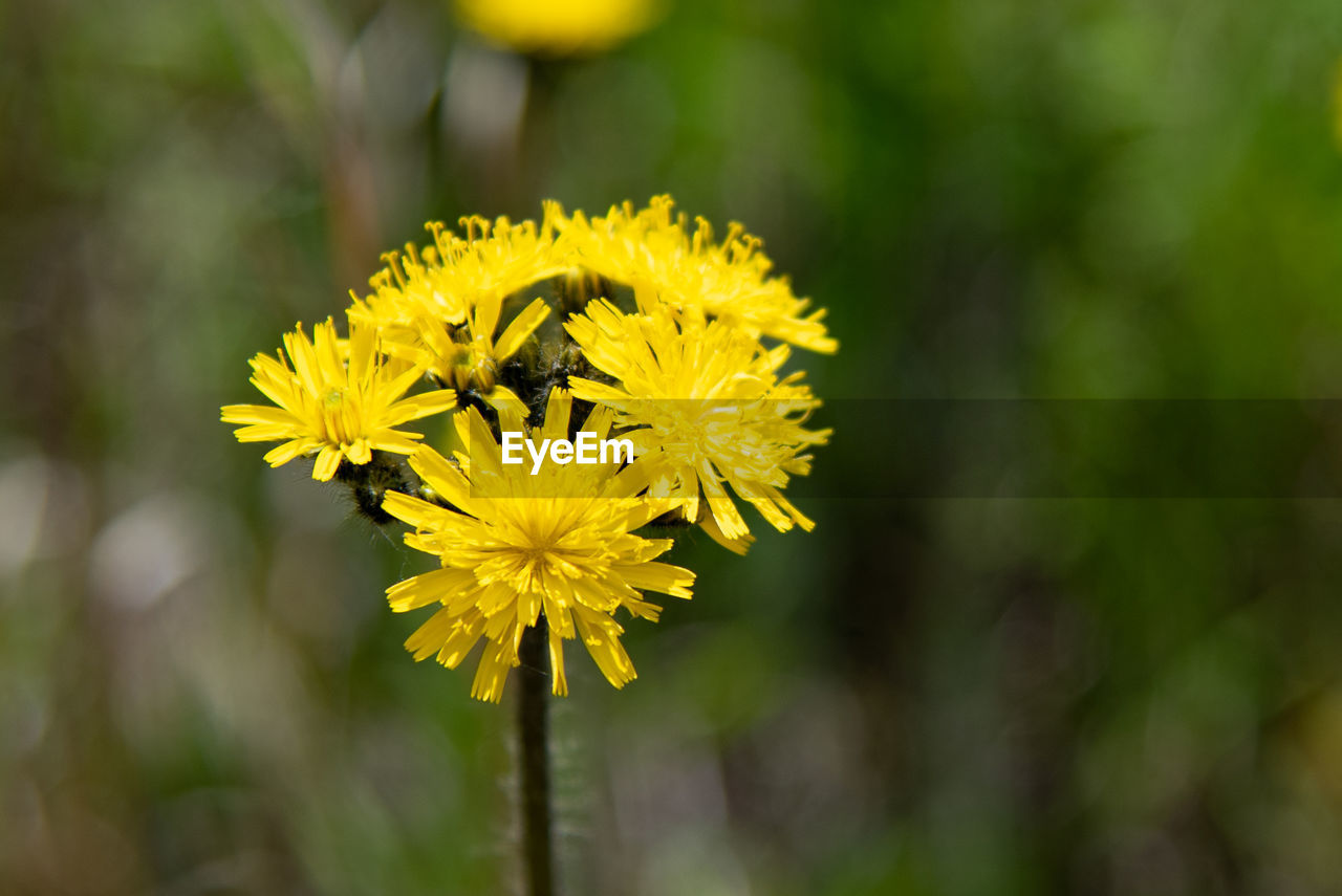 CLOSE-UP OF YELLOW FLOWER