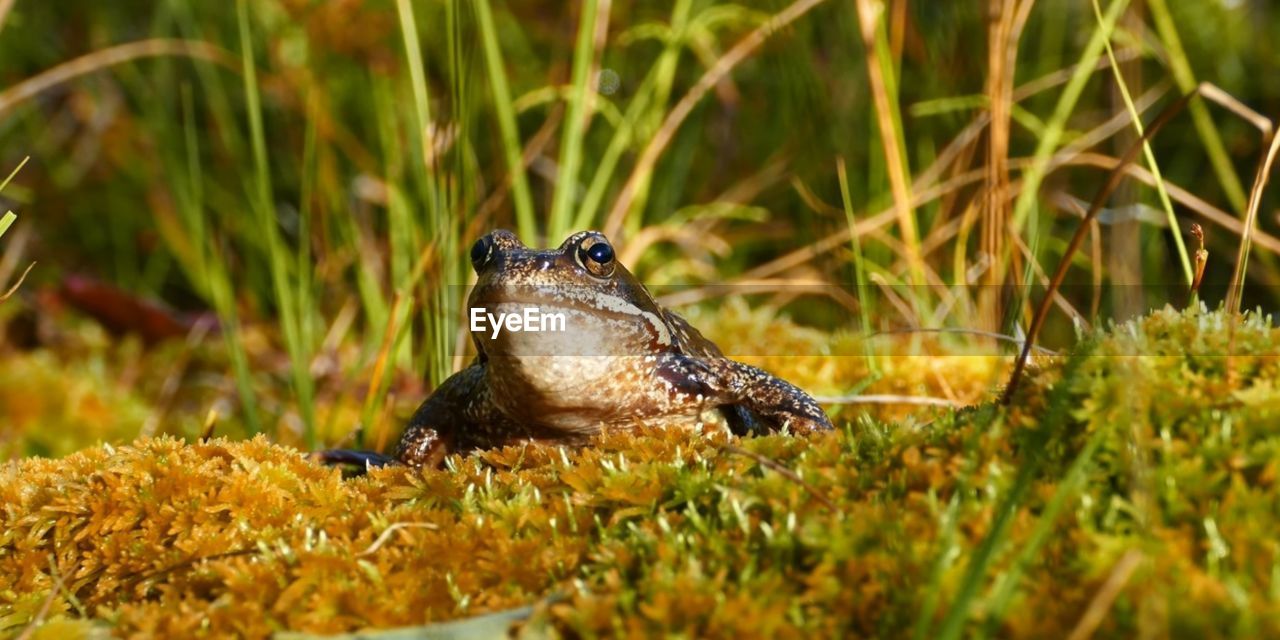 animal themes, animal, animal wildlife, wildlife, one animal, nature, plant, grass, no people, amphibian, bird, frog, selective focus, reptile, outdoors, day, portrait