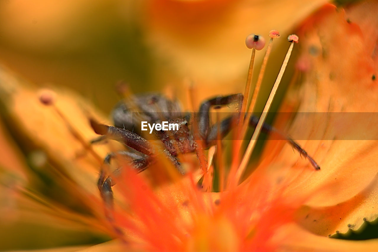 CLOSE-UP OF HONEY BEE ON FLOWER