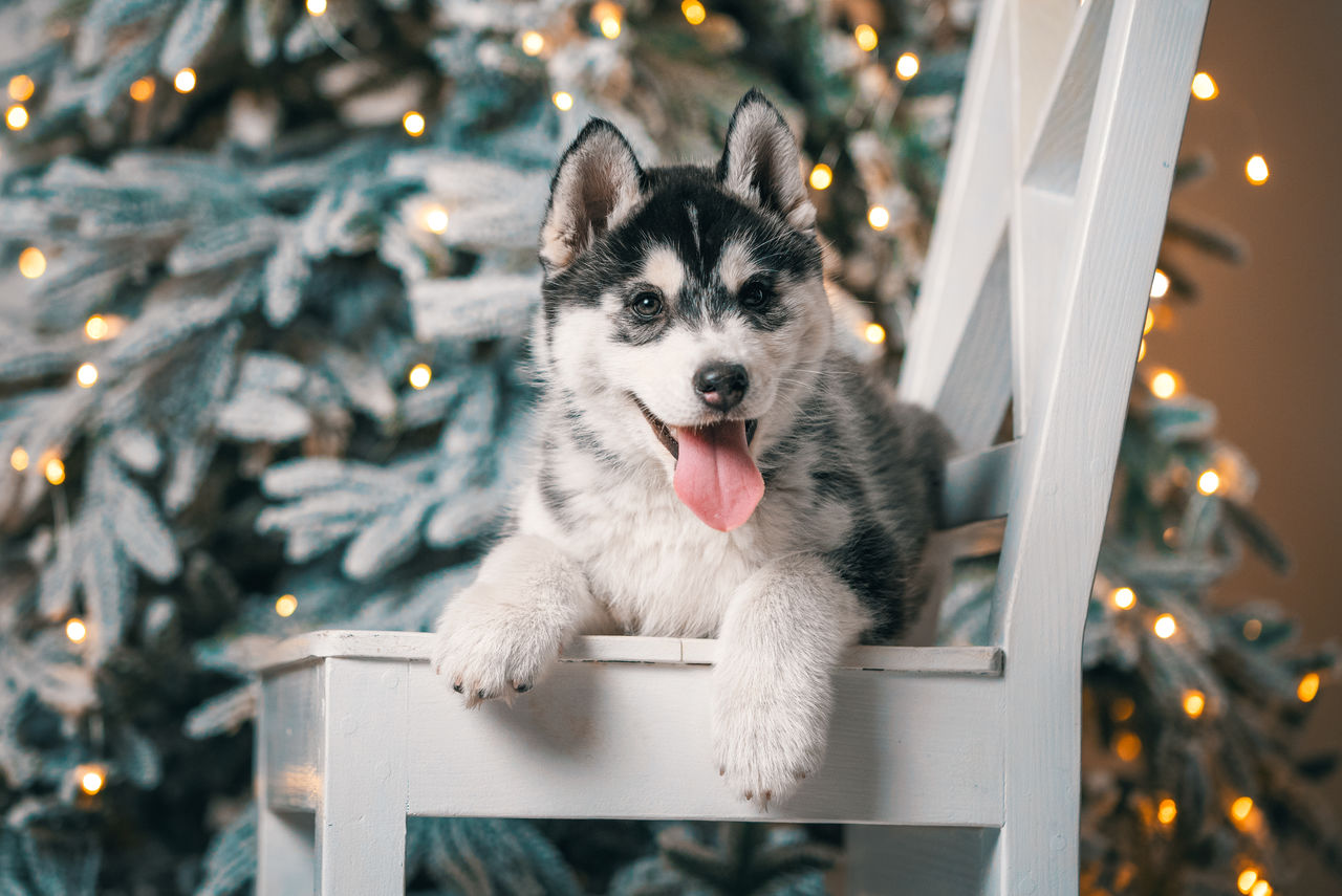 portrait of dog standing by fence