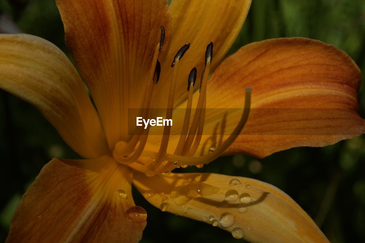 CLOSE-UP OF ORANGE LILY