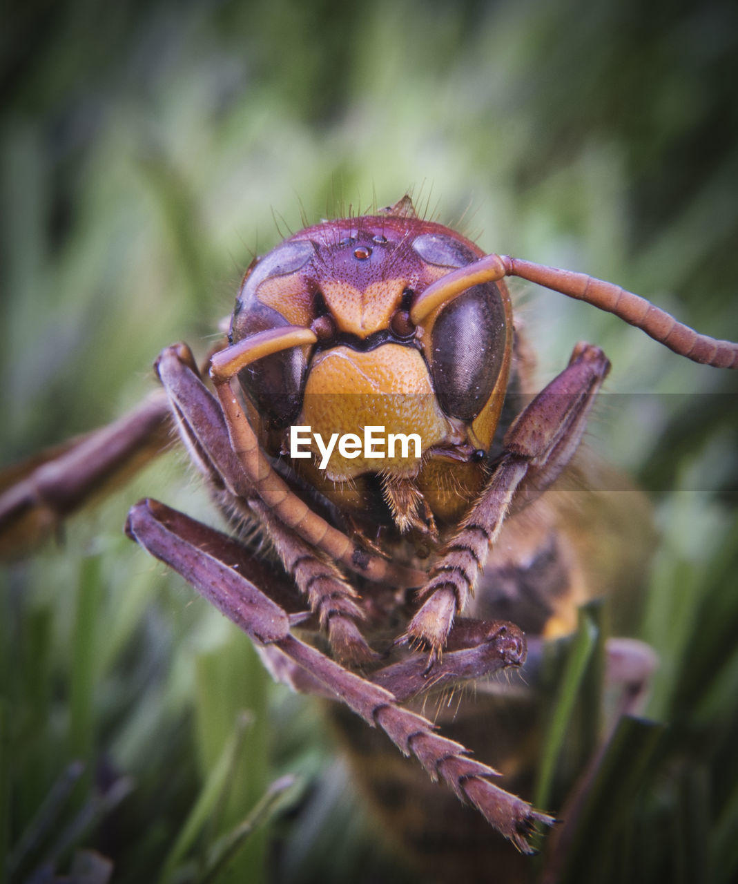 Close-up of insect 