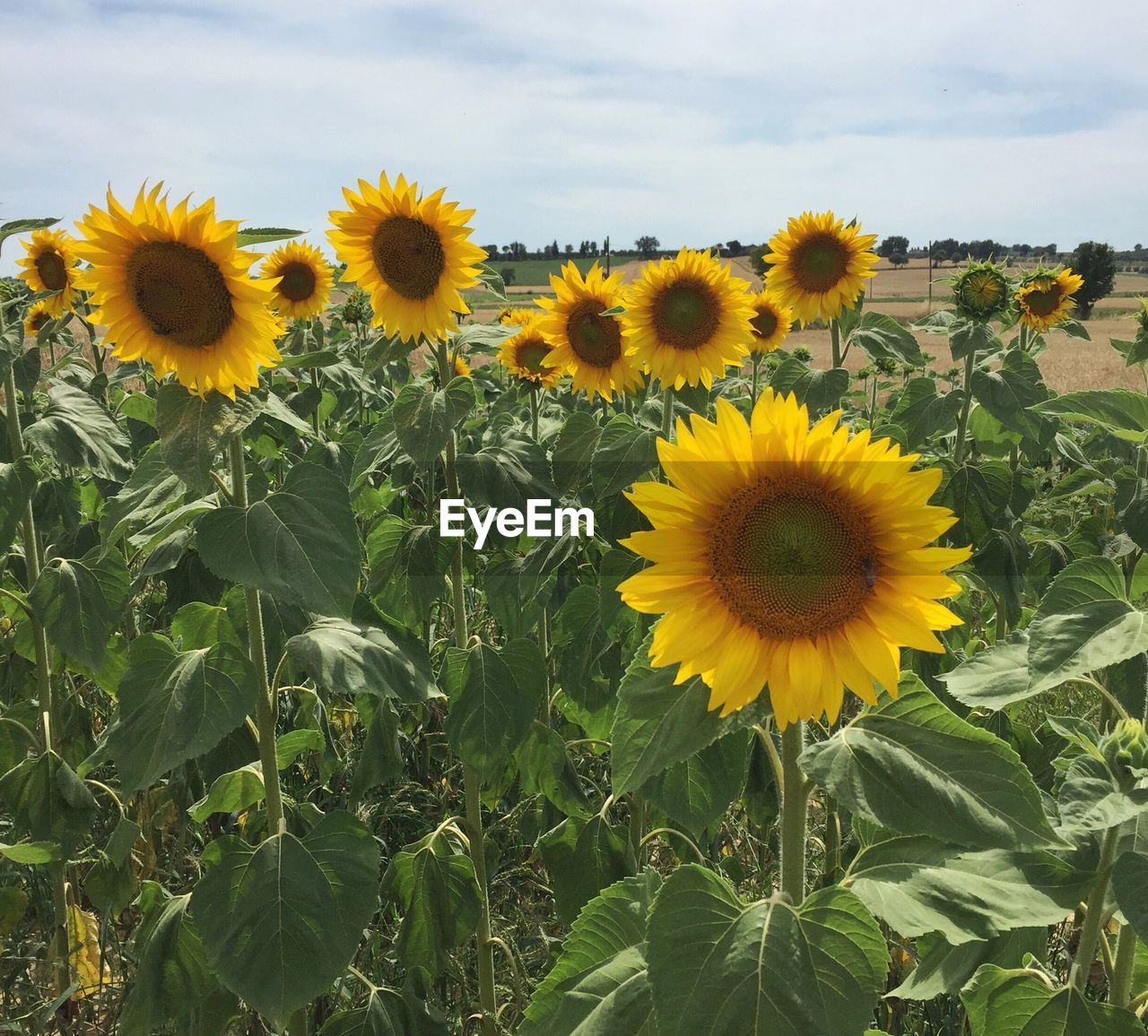 Close-up of sunflower blooming in field