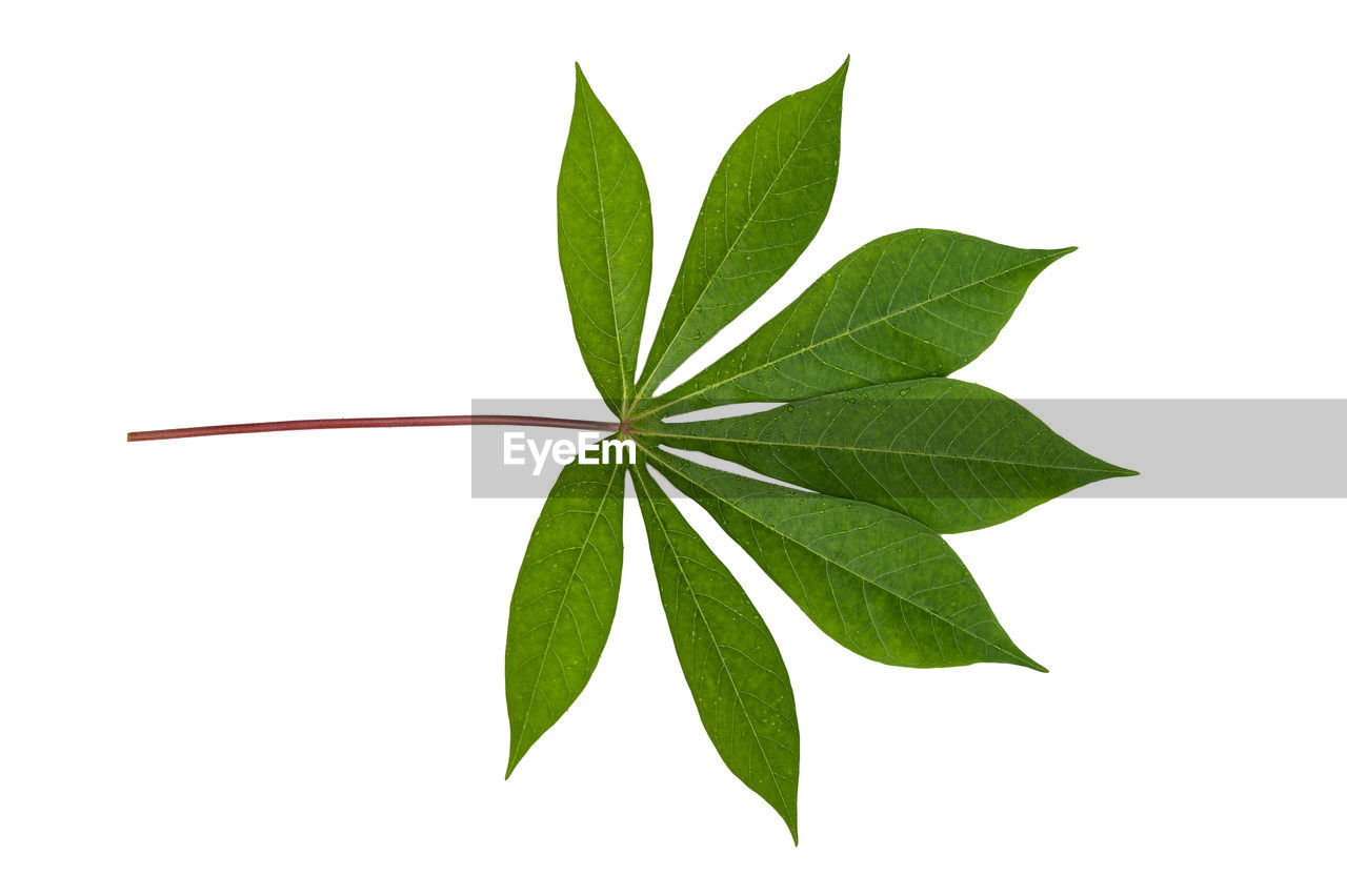 leaf, plant part, green, cut out, white background, medicine, plant, nature, branch, herbal medicine, cannabis, tree, healthcare and medicine, herb, studio shot, no people, maple leaf, flower, food and drink, single object, close-up, alternative medicine