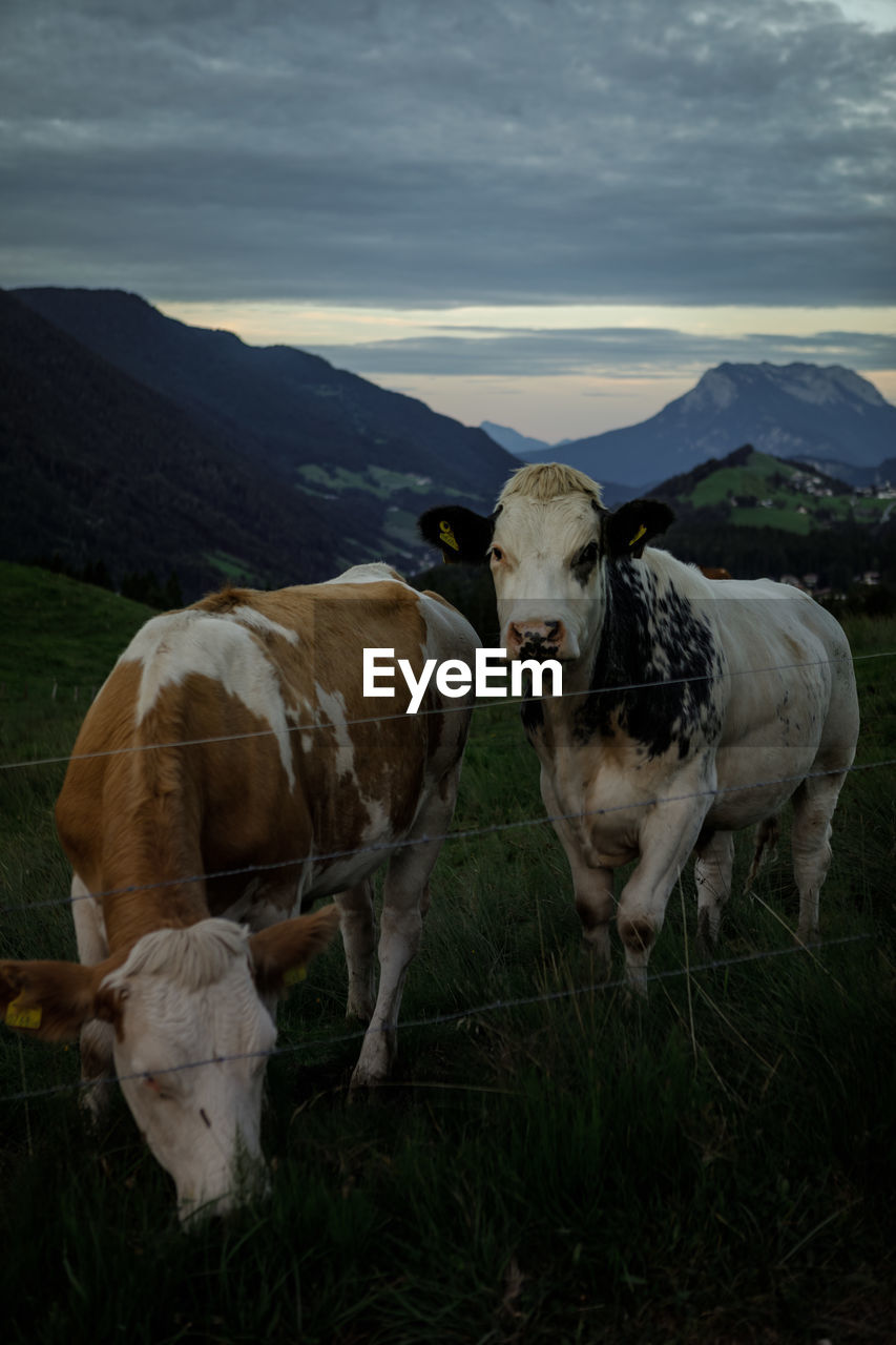 Cows grazing in meadow