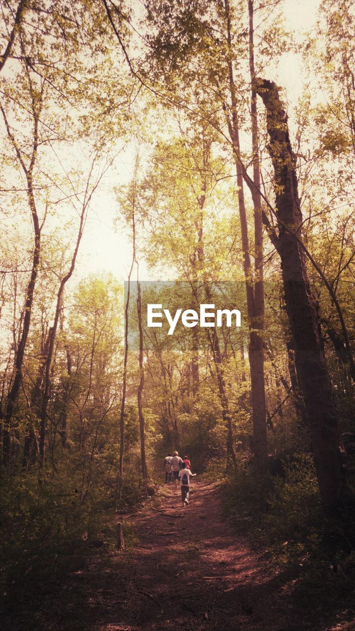 People walking amidst trees in forest