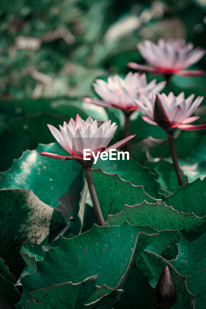 Close-up of pink water lily