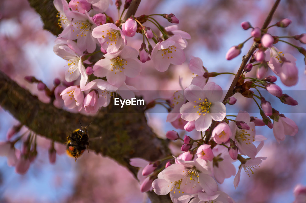 Low angle view of bee hovering on cherry blossom