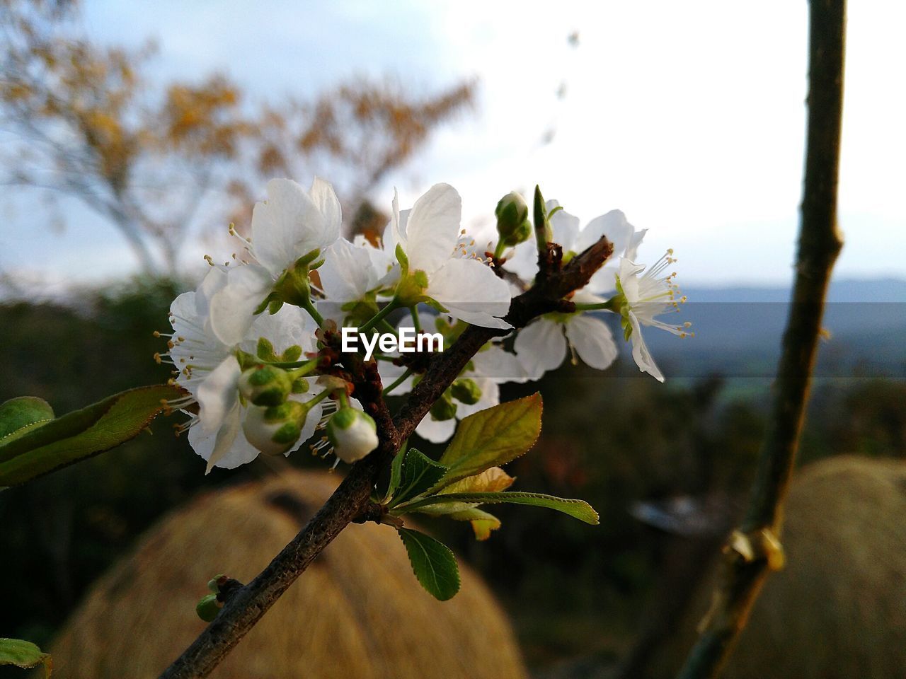 CLOSE-UP OF WHITE FLOWERS ON TREE BRANCH