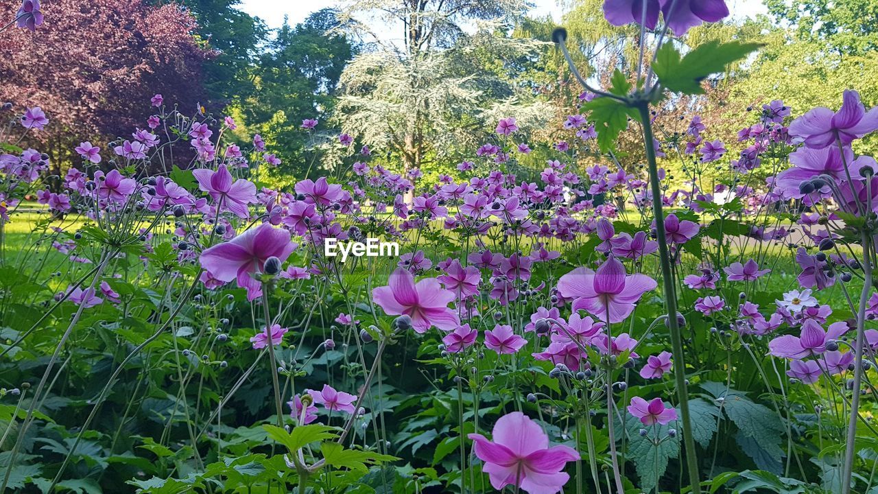 PURPLE FLOWERS BLOOMING IN FIELD