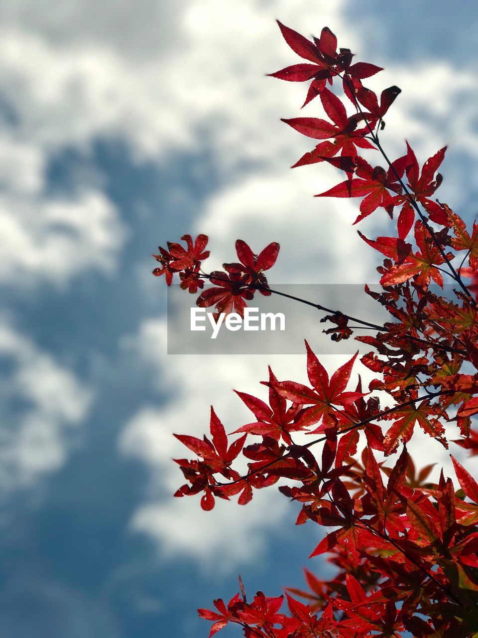 Low angle view of maple tree against sky