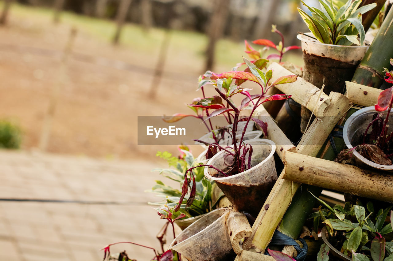 HIGH ANGLE VIEW OF POTTED PLANTS ON FIELD IN YARD