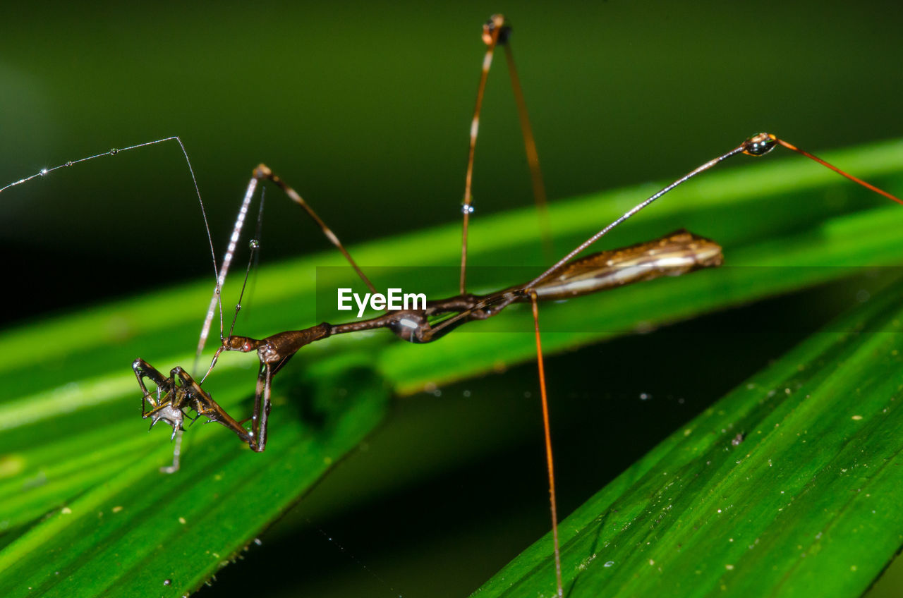 CLOSE-UP OF INSECT ON A PLANT