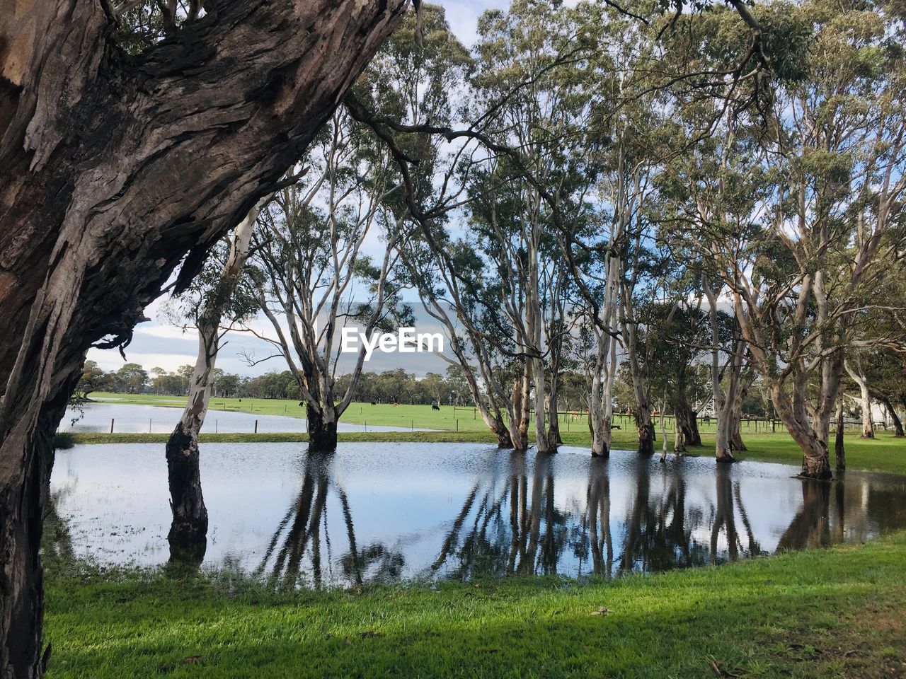 REFLECTION OF TREES IN LAKE