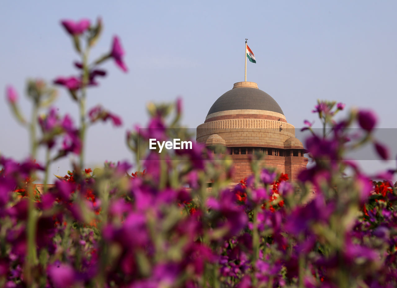 PURPLE FLOWERING PLANTS AGAINST BUILDING