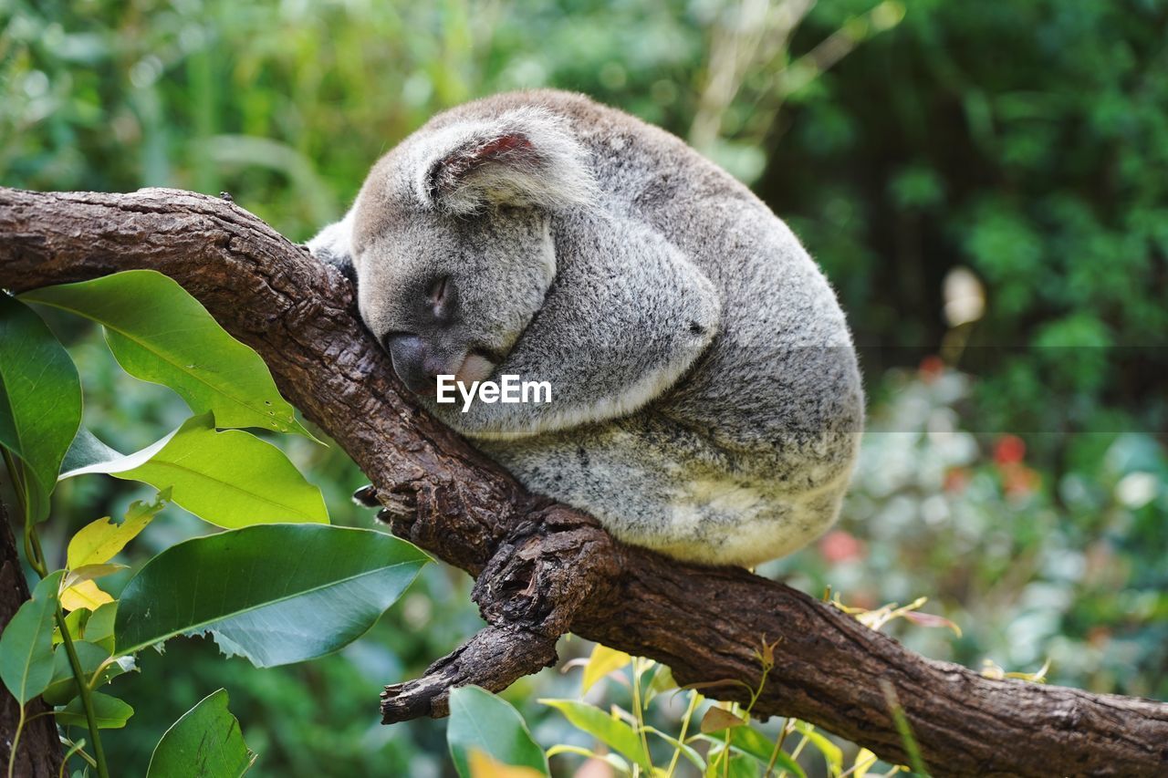 Close-up of a sleeping koala bear on tree