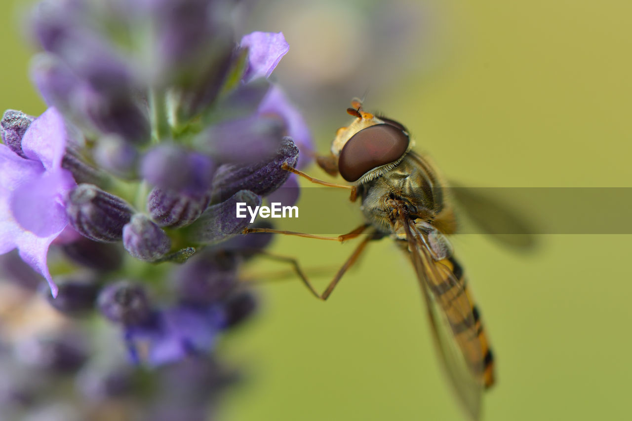 Close-up of bee on purple flower