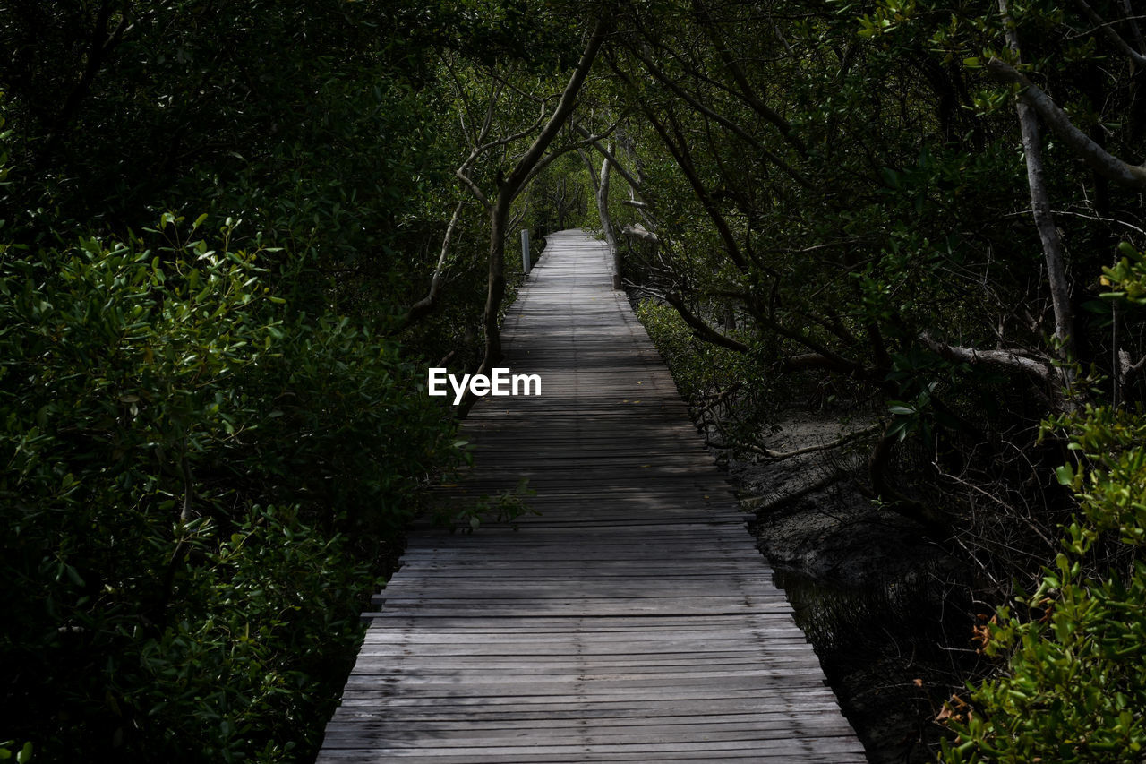 WOODEN BOARDWALK LEADING TOWARDS FOREST