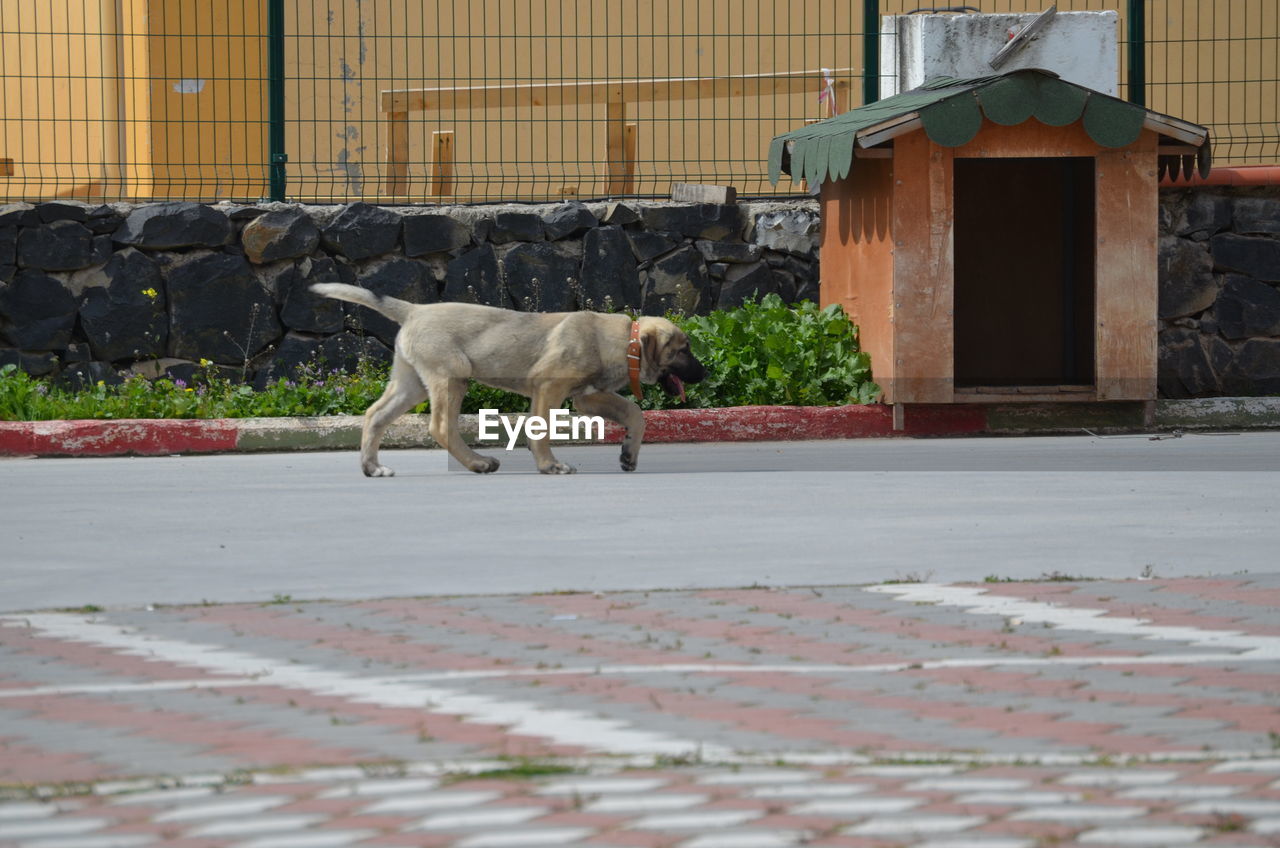 DOG STANDING ON STREET AGAINST BUILDINGS