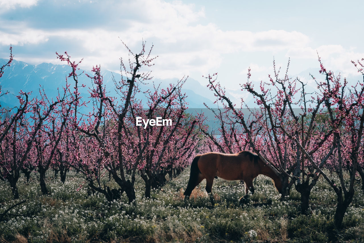 View of a horse on field