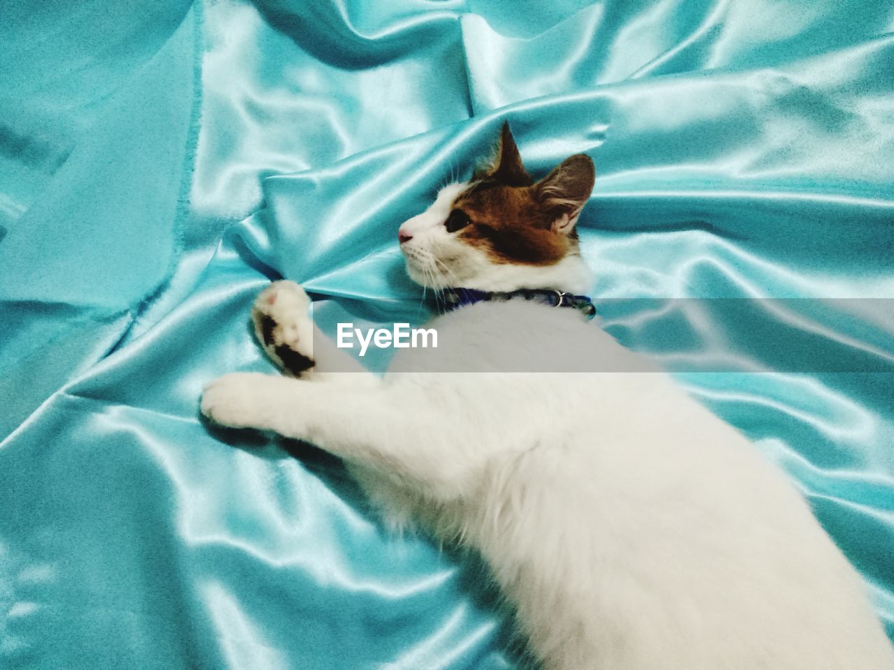 CLOSE-UP OF CAT LYING ON BED