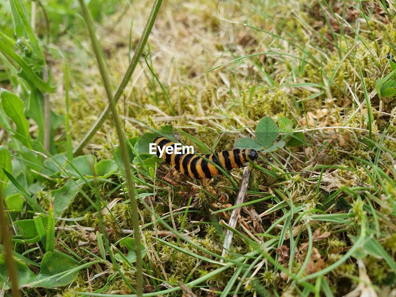 VIEW OF LIZARD ON GROUND