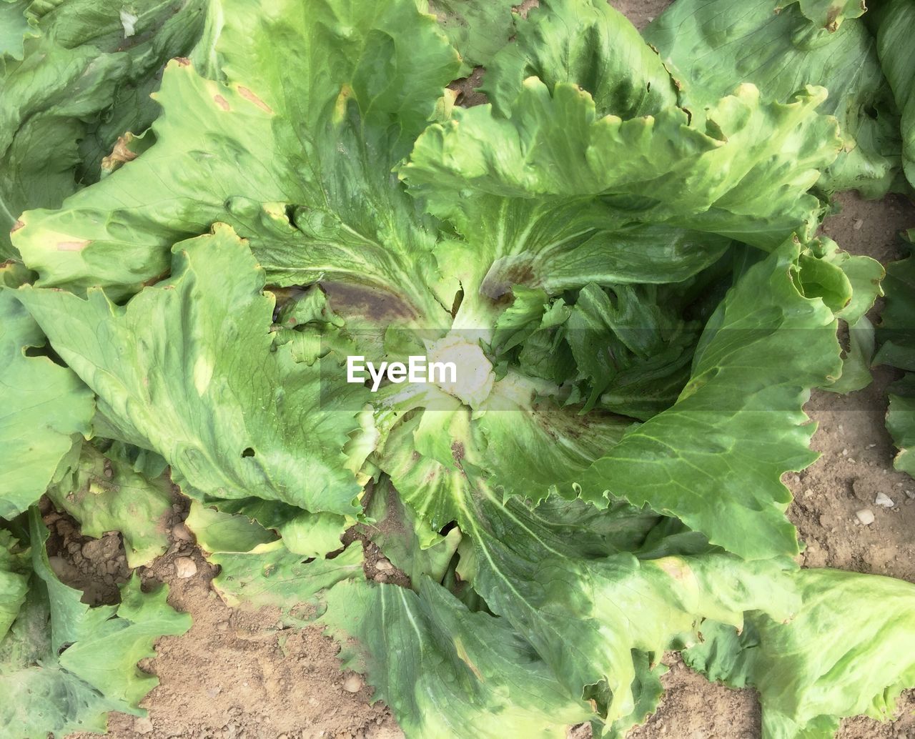 CLOSE-UP OF PLANTS